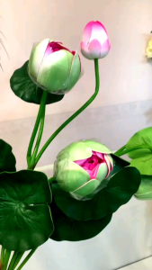 Nhánh hoa sen chụp ảnh