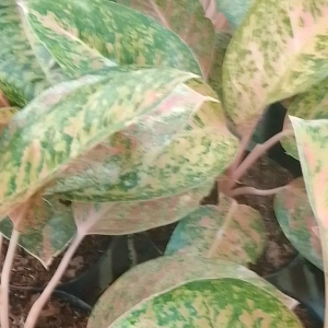 aglonema bigroy dewasa - tanaman hias aglonema bigroy dewasa