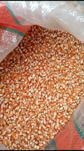 Jagung Organik untuk Burung: Pakan Berkualitas untuk Dara & Merpati