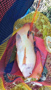 เหยื่อตกปลาโบอิ้ง ชิงหลิวสปิ๋ว หนัก 1000 กรัม