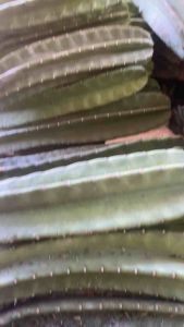 TANAMAN HIAS KAKTUS KOBOI DAN LILIN