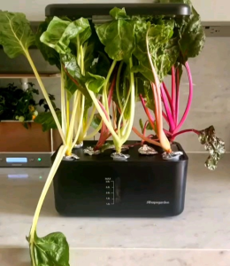 10 BUTIR BIJI/BENIH TANAMAN SWISS CHARD RAINBOW