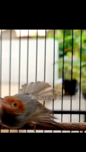 Tangkringan hobby Tangkringan kecil jati amplas burung Kolibri pleci prenjak ciblek cipau bagus rapih kuat burung sehat rajin bunyi berkicau gacor
