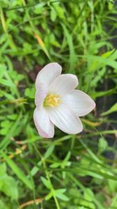 ษ.หัวดอกบัวดิน Pine Berry หัวละ 20 บาท