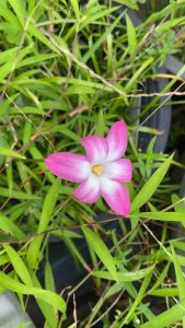 P.หัวดอกบัวดิน M101 หัวละ 7 บาท