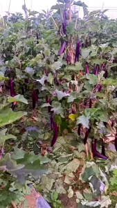 BAYAR DITEMPAT!!! BIJI BENIH TERONG UNGU LEZAT