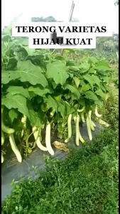BENIH TERONG PANJANG HIJAU benih sayuran unggul produktifitas tinggi