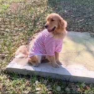 เสื้อหมา เสื้อสุนัขพันธุ์กลางและพันธุ์ใหญ่ เสื้อเชิ้ตลายขาวแดง เนื้อผ้าใส่สบายระบายอากาศได้ดี (พร้อมส่ง)