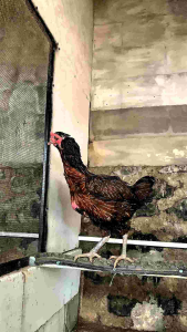 Merangsang Indukan Bertelur Obat Indukan Ayam Macet Bertelur Vitamin VITABREED PREMIX untuk melancarkan Indukan bertelur mengobati Indukan Macet Bertelur untuk menguatkan cangkang telur