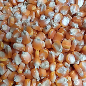 Benih jagung sumo per 1 kg bibit unggul