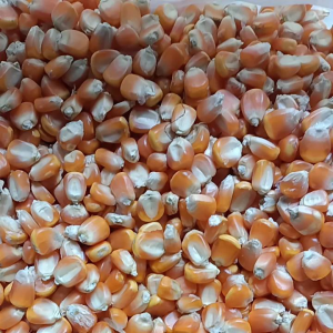 1kg benih jagung sumo siap tanam