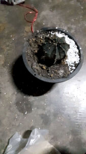 หินใส่ต้นไม้ หินใส่แคลตัส หินเกล็ด หินสวยงาม หิน หินหลากสี