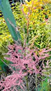 ￼มหัศจรรย์พรรณไม้ ..#สนหวานๆ "สนชมพู"  #สนชมพู” มีชื่อวิทยาศาสตร์ Tamarix smyrnensis Bunge กำลังได้รับความนิยมปลูกในประเทศไทยในสวนสไตล์ยุโรป สร้างสีสันใหม่ ๆ ให้สวน เป็นไม้พุ่มอายุหลายปี มีถิ่นกำเนิดในทวีปยุโรปตอนใต้ มีความสูงได้ถึง 4 เมตร เป็นไม้ผลัดใบ ใ