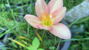 ฮ.หัวดอกบัวดิน โฉมฉุน หัวละ 20 บาท(ดอกหอม)