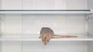 Thuốc diệt chuột Storm viên lớn 20gram - Hàng tách thùng gói 1kg