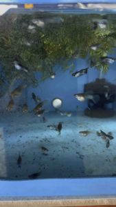 Artemia BBS frozen 15ML