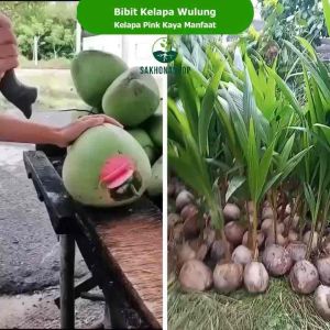Bibit Kelapa Wulung pink super genjah