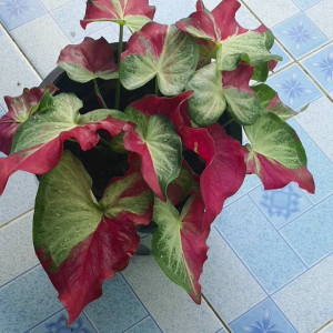 ผ่าจากแม่ป้ายนะค่ะ สีสันสด สวยมากๆ ค่ะ มีหลากหลายราคา และ หลายแบบให้เลือก ค่ะ ราคาที่แตกต่างกัน ให้สั่งซื้อนะคะ