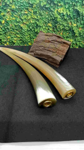 once pipa cangklong tanduk kerbau bule super panjang B238