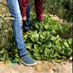 50 BUTIR BIJI/BENIH LOBAK PUTIH BULAT MINI