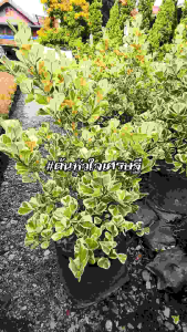 ต้นหัวใจเศรษฐีด่าง สาริกาด่าง ต้นไทรด่าง ความสูง 60-80 cm