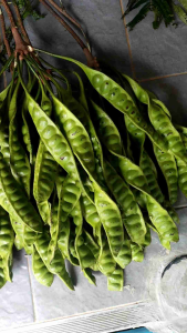 สะตอแดนใต้(สตูล)