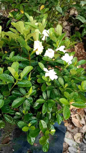 พุุุุทธซ้อน/เพชรสาครดอกซ้อนดอกใหญ่มีกลิ่นหอมสดชื่น