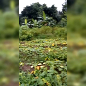 50 BIJI BENIH TIMUN SURI PUTIH  (REPACK)