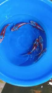 Japan Shusui 26cm from Yamajyu Farm ✨- RM780 per koi + shipping RM60