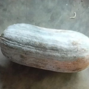 jual bibit labu pangjang 50 biji 25000