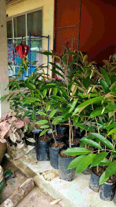 ต้นทุเรียนเสียบยอดหนามดำ มูซังคิง หมอนทองและสายพันธุ์อื่นๆ(ขั้นตำ่แพ็ค2ต้นสามารถคละสายพันธ์ได้ค่ะ