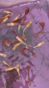 霓虹红眼大耳孔雀鱼（1对）ALBINO FULL RED DUMBO BLUE EAR Guppy(TOP QUALITY)(1pair)