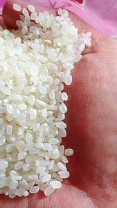 Sakura Japanese Rice 25kg