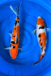 Japan koi local breed big size 13/14”Export Grade  2pcs Combo RM899 + shipping 50 ( Sanke )