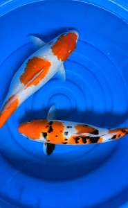 Japan koi local breed big size 13/14”Export Grade 2pcs Combo RM899 + shipping 50 ( Sanke & Kohaku )