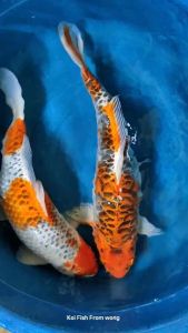 Japan koi local breed big size 15/16” Export Grade  2pcs Combo RM998 + shipping 50 ( Kujaku & Aragoke )