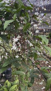 สร้อยสายเพชร เลี้ยงง่าย ชอบแดดรำไร ออกดอกดก