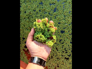 Bibit Azolla Murah 250 G Paket Pemula langsung dari kolam untuk Pakan Ikan Bebek Itik dan Ternak lainnya Lihat Gambar dan Deskripsi