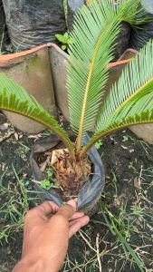 Sikas Hias mawar jambe 4-8 Daun MURAH