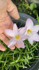 ฌ.หัวดอกบัวดิน Pink Dragonfly หัวละ 10 บาท