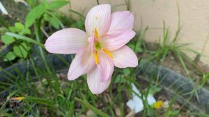 ซ.หัวดอกบัวดิน Moulin Rouge หัวละ 25 บาท