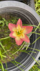 ล.หัวดอกบัวดิน Tawan หัวละ 20 บาท