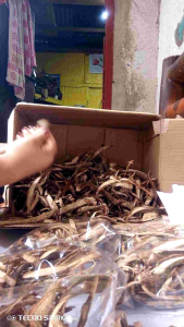 himag/denal/cabalonga vines