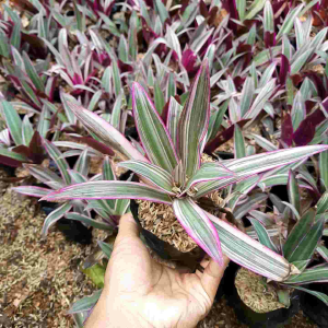 TANAMAN HIAS ADAM HAWA VARIGATA / ADAM HAWA 3 COLLOR