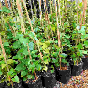 Tanaman Air Indoor: Tanaman Rambat & Hias Air Mata Pengantin