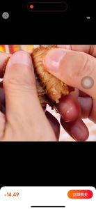 (HALAL) Snack Vegetarian 诚有味手撕素肉32g素大牛排豆干素食整箱麻辣好吃休闲零食食品 Steak Sapi ChenYouWei 35g