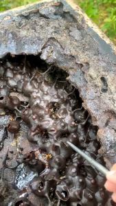 น้ําผึ้งชันโรง