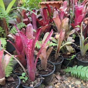 สับปะรดสี บิลเบอร์เกีย หน่อใหญ่ คละสี ส่งแบบหน้าถอดกระถาง (สำรองกระถาง)