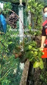 Anak Pokok Anggur Terus Dari Ladang/Live Plants Grape #kitchengarden