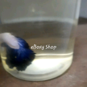 Blue Dragon Halfmoon Betta